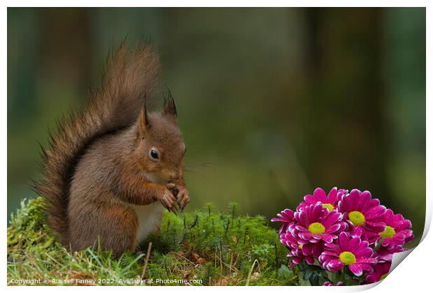Red Squirrel in woodland with flowers Print by Russell Finney