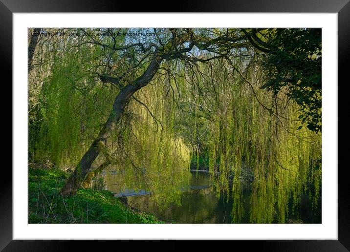 Weeping Willow on the River Blyth - re-worked Framed Mounted Print by Jim Jones