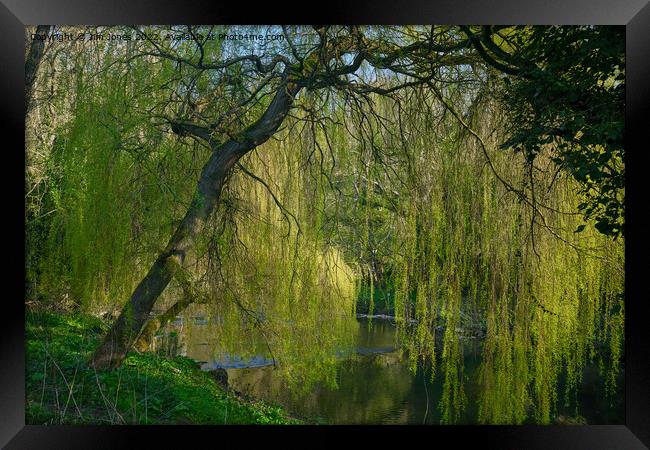 Weeping Willow on the River Blyth - re-worked Framed Print by Jim Jones
