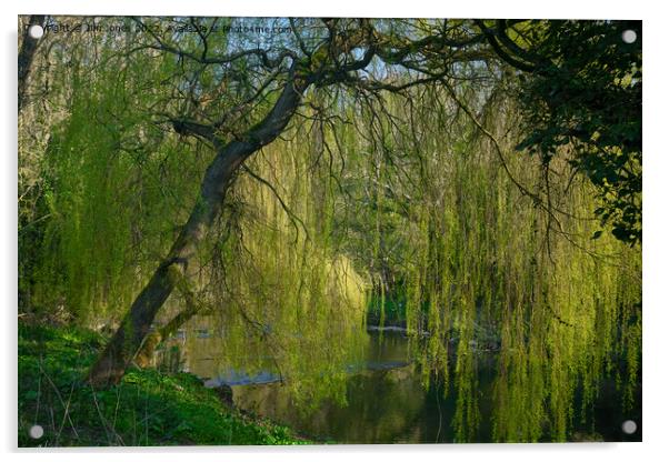 Weeping Willow on the River Blyth - re-worked Acrylic by Jim Jones