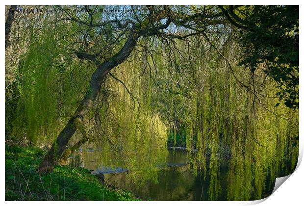 Weeping Willow on the River Blyth - re-worked Print by Jim Jones