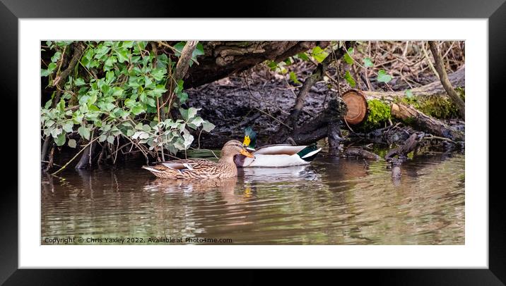 Wild ducks Framed Mounted Print by Chris Yaxley