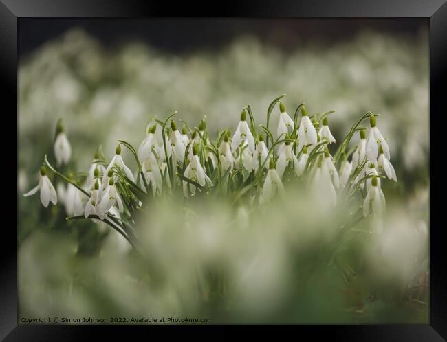  Snowdrop flowers Framed Print by Simon Johnson