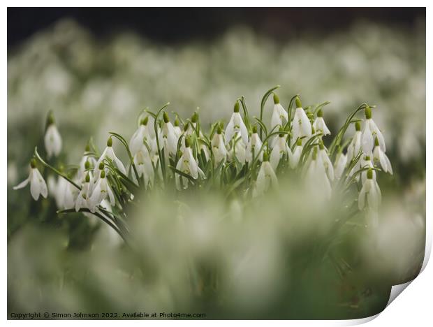  Snowdrop flowers Print by Simon Johnson