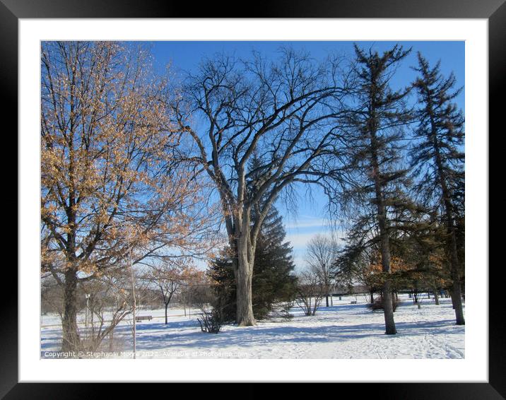 winter Trees 1 Framed Mounted Print by Stephanie Moore