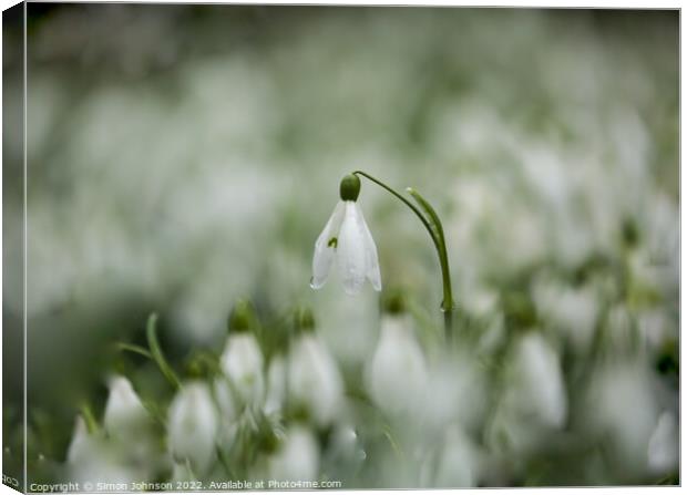 Snowdrop flower Canvas Print by Simon Johnson