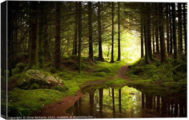 Coed Y Brenin Forest, Snowdonia Canvas Print by Chris Richards