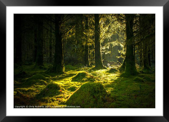 Morning in Caio Forest Framed Mounted Print by Chris Richards