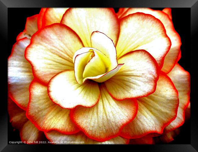 Begonia  close-up. Framed Print by john hill