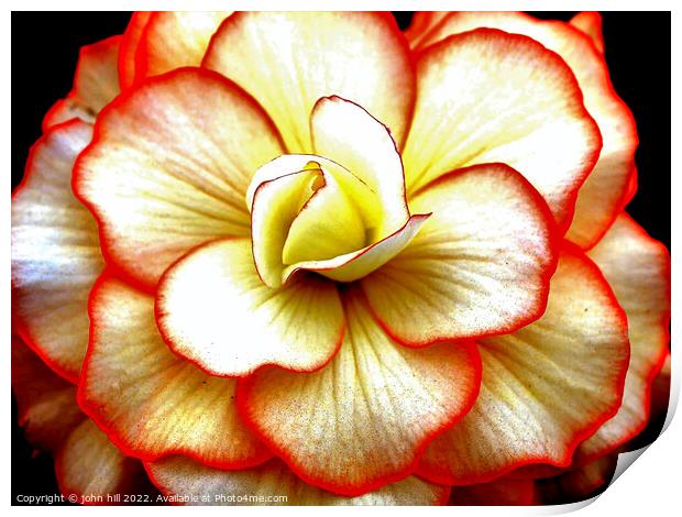 Begonia  close-up. Print by john hill