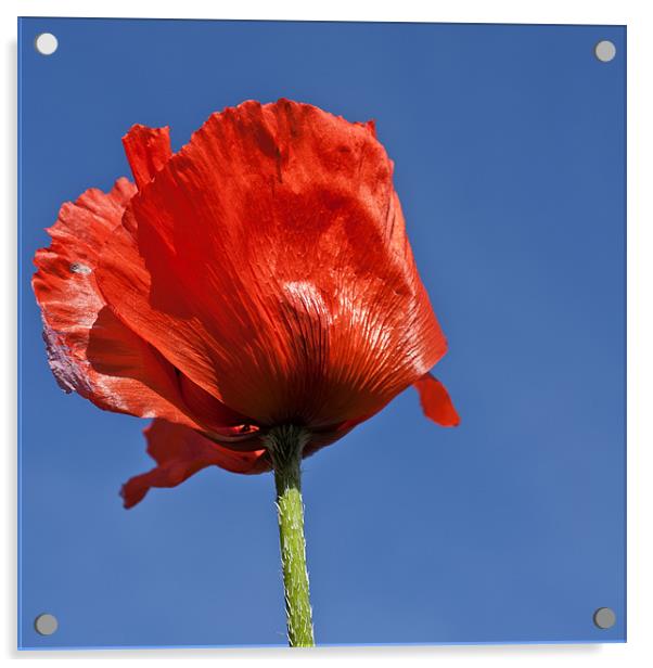 Poppy Acrylic by Steve Purnell