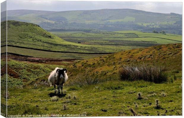 Embsay Moor Canvas Print by Tom Curtis