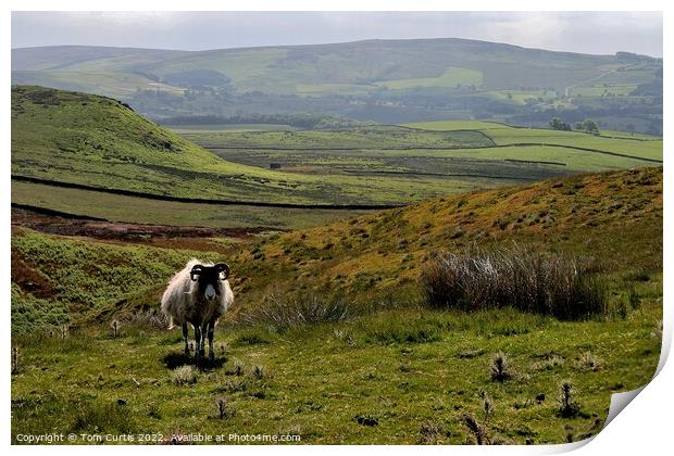 Embsay Moor Print by Tom Curtis