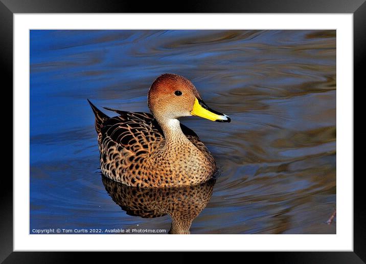 Gadwall Female Framed Mounted Print by Tom Curtis