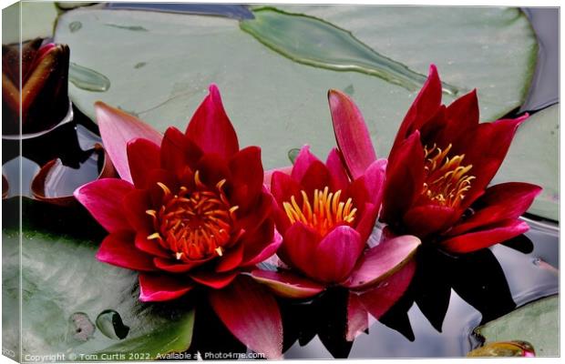 Trio of Water Lilies Canvas Print by Tom Curtis