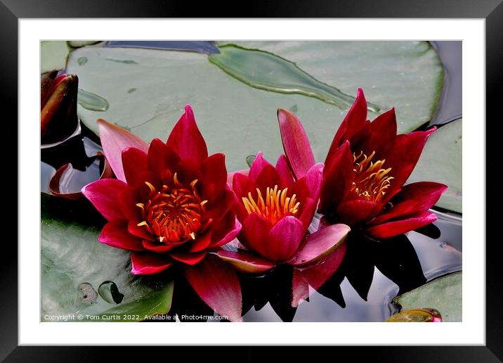 Trio of Water Lilies Framed Mounted Print by Tom Curtis