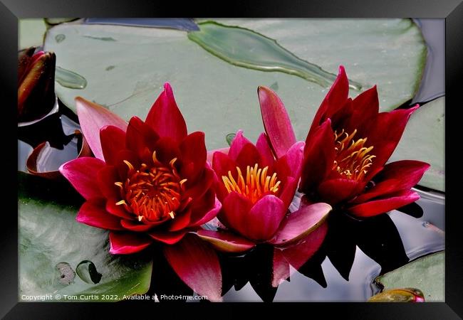 Trio of Water Lilies Framed Print by Tom Curtis