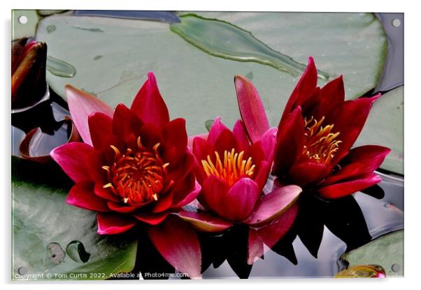 Trio of Water Lilies Acrylic by Tom Curtis
