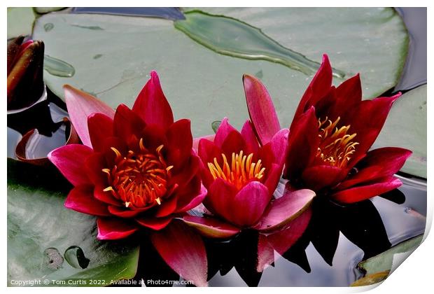 Trio of Water Lilies Print by Tom Curtis
