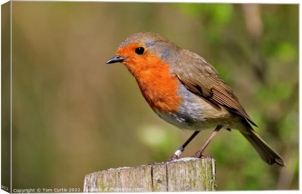 Robin perched on a post Canvas Print by Tom Curtis