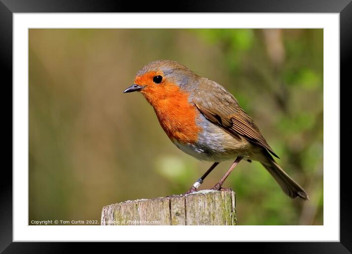 Robin perched on a post Framed Mounted Print by Tom Curtis