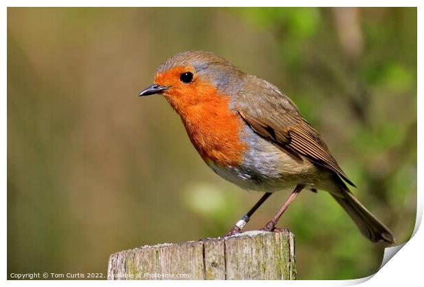 Robin perched on a post Print by Tom Curtis