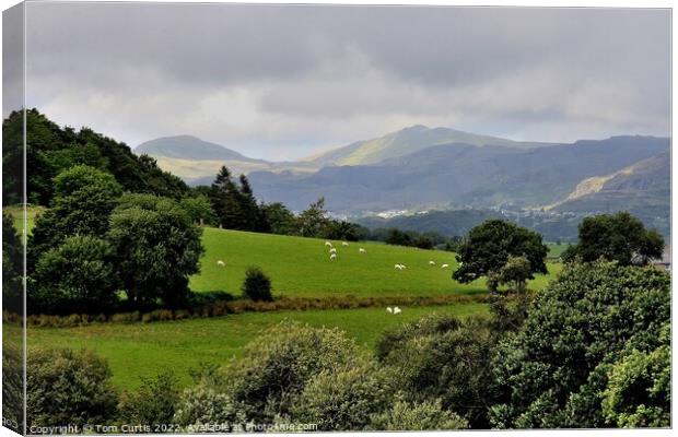 Across the fields to Snowdonia Canvas Print by Tom Curtis