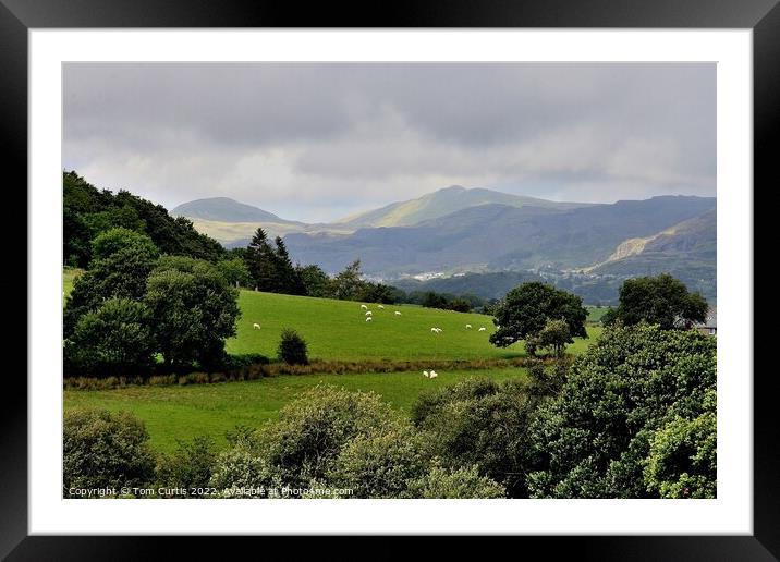 Across the fields to Snowdonia Framed Mounted Print by Tom Curtis