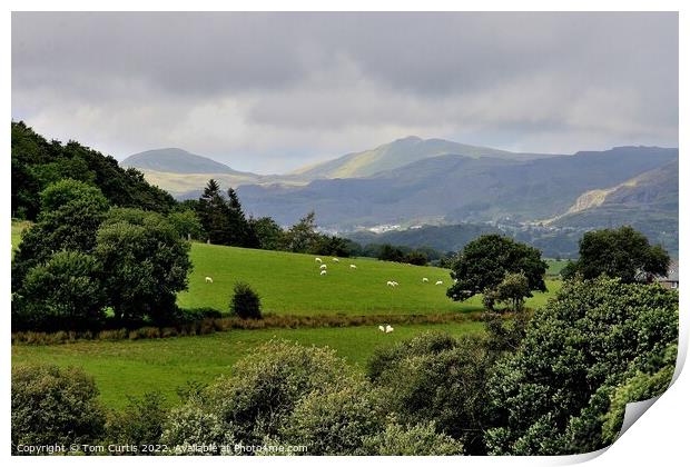 Across the fields to Snowdonia Print by Tom Curtis