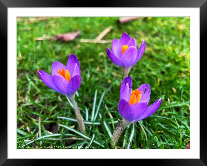 Spring Crocus Framed Mounted Print by Simon Marlow