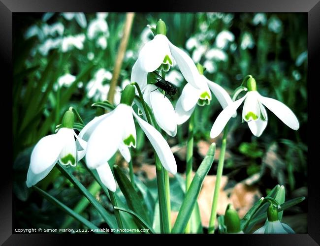 Snowdrops Framed Print by Simon Marlow