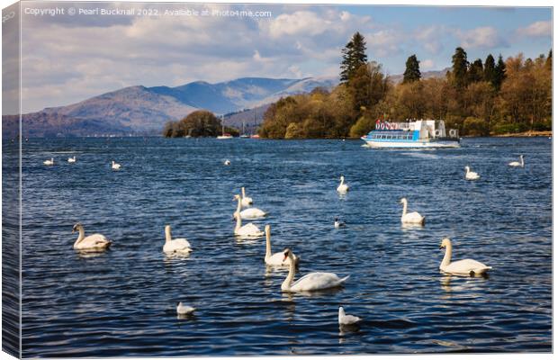 Swans on Lake Windermere Cumbria Canvas Print by Pearl Bucknall