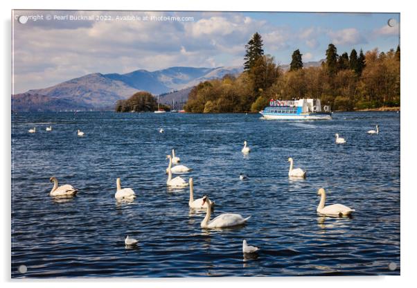 Swans on Lake Windermere Cumbria Acrylic by Pearl Bucknall