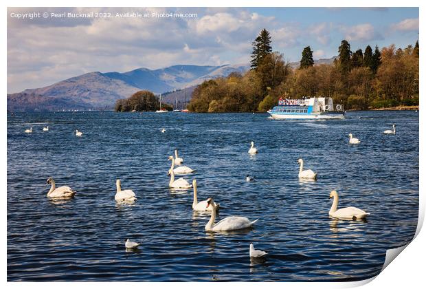 Swans on Lake Windermere Cumbria Print by Pearl Bucknall
