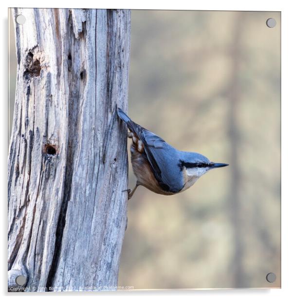 Nuthatch Acrylic by John Barratt