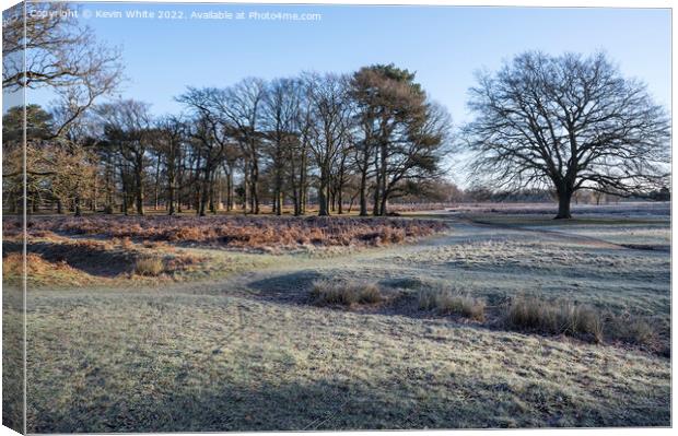 Bushy Park walk in the frost Canvas Print by Kevin White