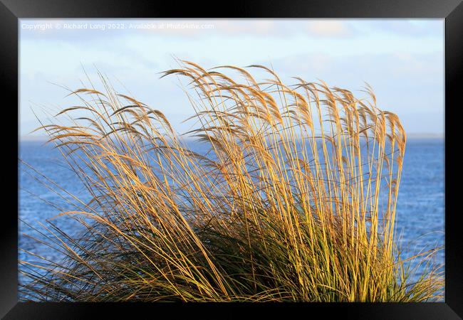 Reed grass Framed Print by Richard Long