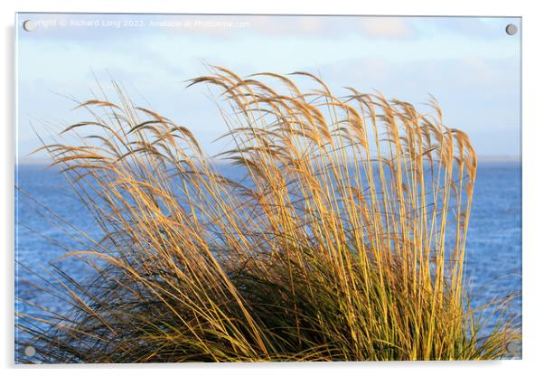Reed grass Acrylic by Richard Long