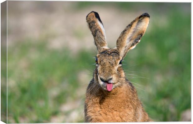 Brown Hare Sticking Tongue Out Canvas Print by Arterra 