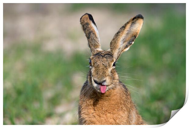Brown Hare Sticking Tongue Out Print by Arterra 