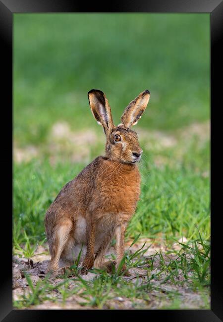 European Brown Hare Framed Print by Arterra 