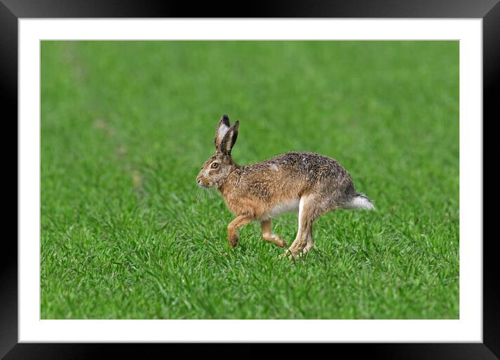 Running Brown Hare Framed Mounted Print by Arterra 
