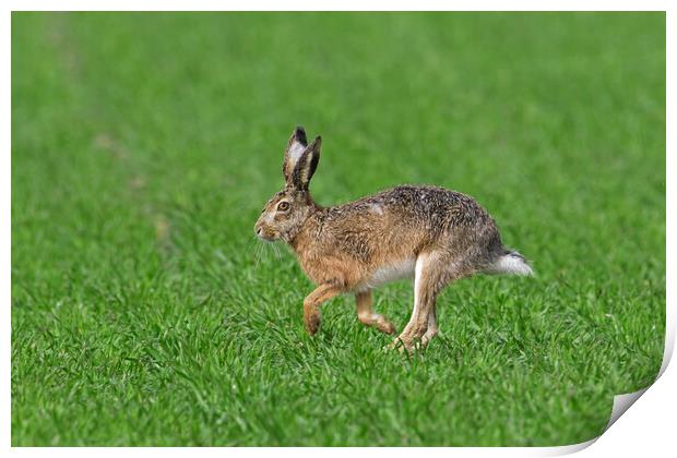 Running Brown Hare Print by Arterra 