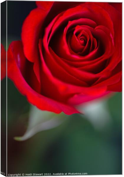 Red Rose Canvas Print by Heidi Stewart