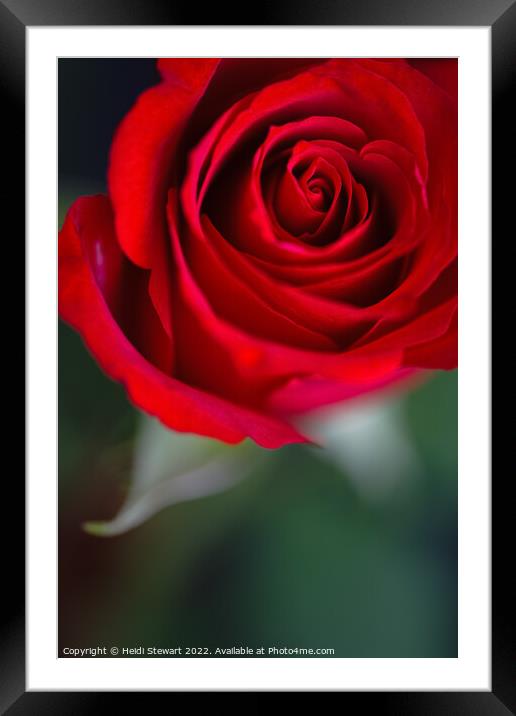 Red Rose Framed Mounted Print by Heidi Stewart