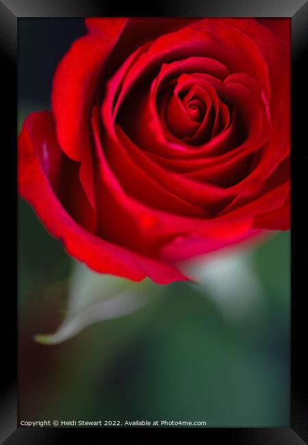Red Rose Framed Print by Heidi Stewart