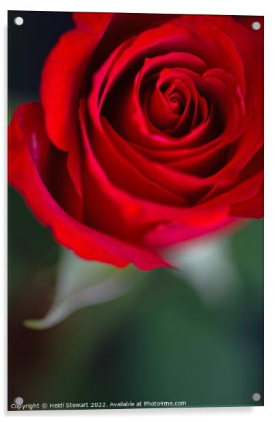Red Rose Acrylic by Heidi Stewart