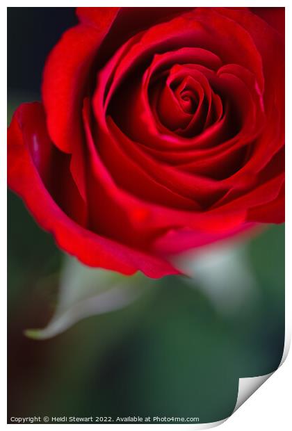 Red Rose Print by Heidi Stewart