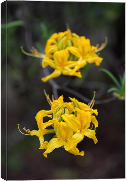Rhododendron Luteum Blooming Yellow Flowers Canvas Print by Artur Bogacki