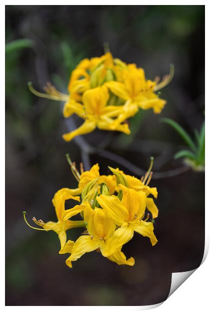 Rhododendron Luteum Blooming Yellow Flowers Print by Artur Bogacki